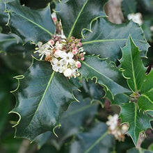 Common Holly Seeds (Ilex aquifolium) known for bonsai