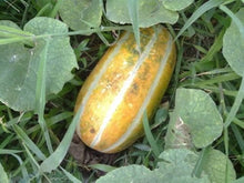 Long Green Thai Muskmelon Seeds for gardeners building out beds and borders
