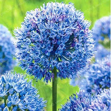 Giant Onion Seeds for growers stocking the Allium Giganteum Garden Flowers