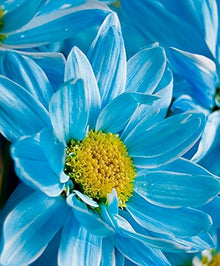 Chrysanthemum Seeds for reliable seasonal color