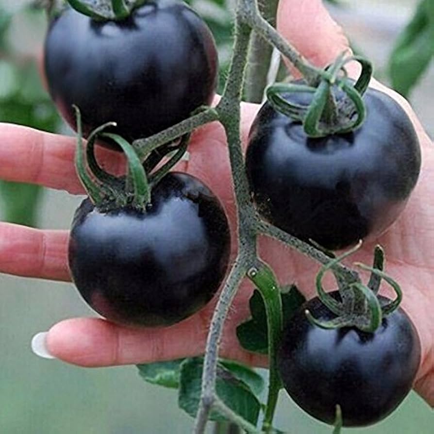 Rainbow Tomato ��������� Solanum lycopersicum ��������� for bonsai garden planting