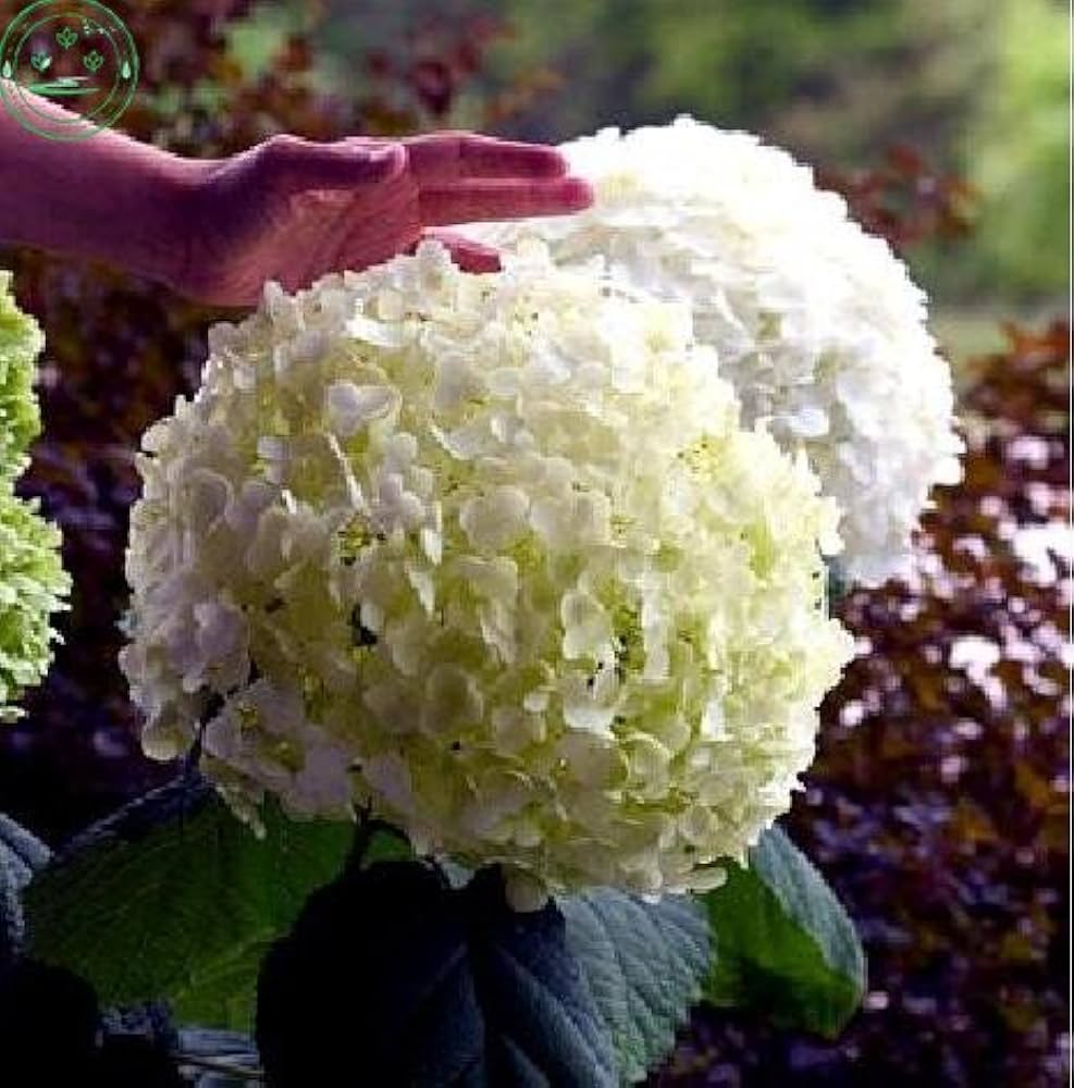 Hydrangea Hydrangea Macrophylla Mixed Flower Seeds for Planting – Bonsai-Ready Blend Also Suitable for Viburnum Borders