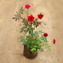 Miniature Rose Seeds (Rosa spp.) for a bright addition to the Flower Bed & Home Garden