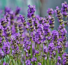Lavender Seeds for cooks growing their own fresh herbs