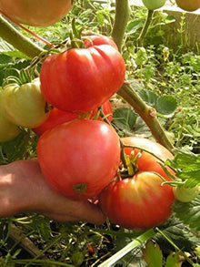 Heirloom Beefsteak Tomato Seeds (Solanum lycopersicum) for productive rows in the Home Vegetable Gardens