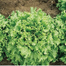 Lettuce Seeds (Lactuca sativa) for productive rows in the Urban Home Garden
