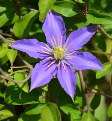 Clematis Clematis vitalba climbing flower seeds for vertical garden use - for planting in home garden