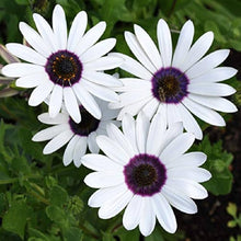 African Daisy Seeds for reliable seasonal color