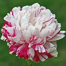 Peony Seeds for colorful blooms in the Classic, Bold Garden Blooms