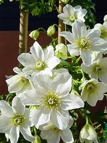 Clematis Hybrid Vine Seeds for training up trellises and fences