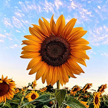 Light Grey Sunflower Seeds prized for red Sun, Lucky Blossomarden