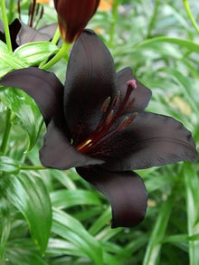 Black Lily Seeds for growers seeking a long-blooming display