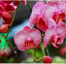 Moth Orchid Phalaenopsis Aphrodite flower Seeds for a lasting display in the indoor pots and decorative spaces