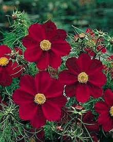 Double Cosmos Cosmos Bipinnatus flower Seeds for a bright addition to the home garden and backyard flower beds