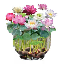 Beautiful Mao Juan Seeds for growers establishing the Home & Garden Flower Pots Planting