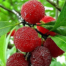 Red bayberry seeds for fruit production