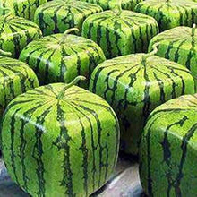 Chinese Watermelon Seeds (Citrullus lanatus) known for backyard gardening and summer harvest