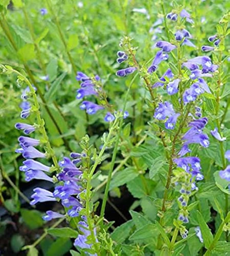 Scutellaria Barbata Seeds for reliable seasonal color