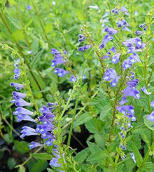 Scutellaria Barbata Seeds for a lasting display in the Medicinal Herb Garden