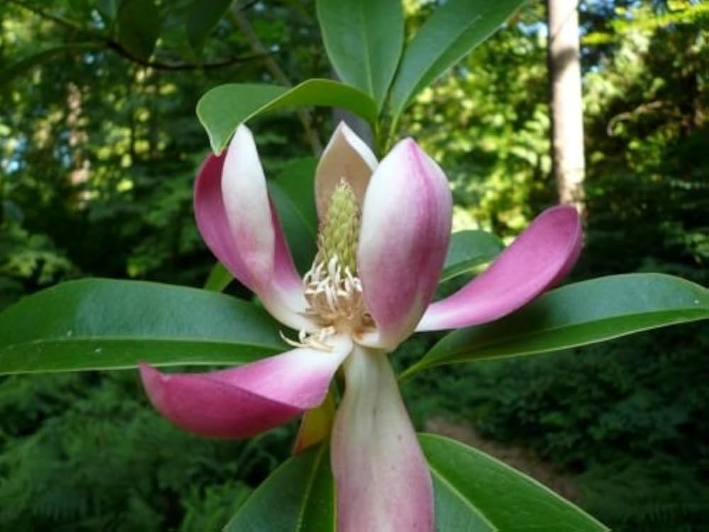 Magnolia Laevifolia Small Leaf Evergreen Magnolia Seeds for Fragrant Garden Trees