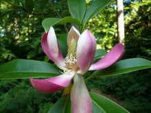 Magnolia Laevifolia Small Leaf Evergreen Magnolia Seeds for Fragrant Garden Trees