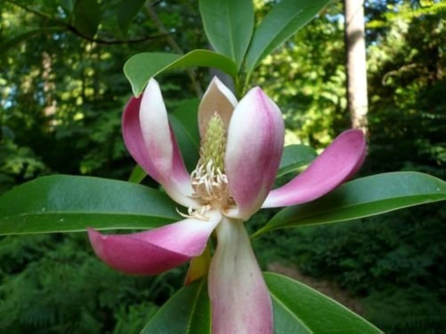 Magnolia Laevifolia Small Leaf Evergreen Magnolia Seeds for Fragrant Garden Trees