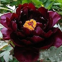 Mixed Peony Seeds (Paeonia species) for colorful blooms in the Professional Garden Planting