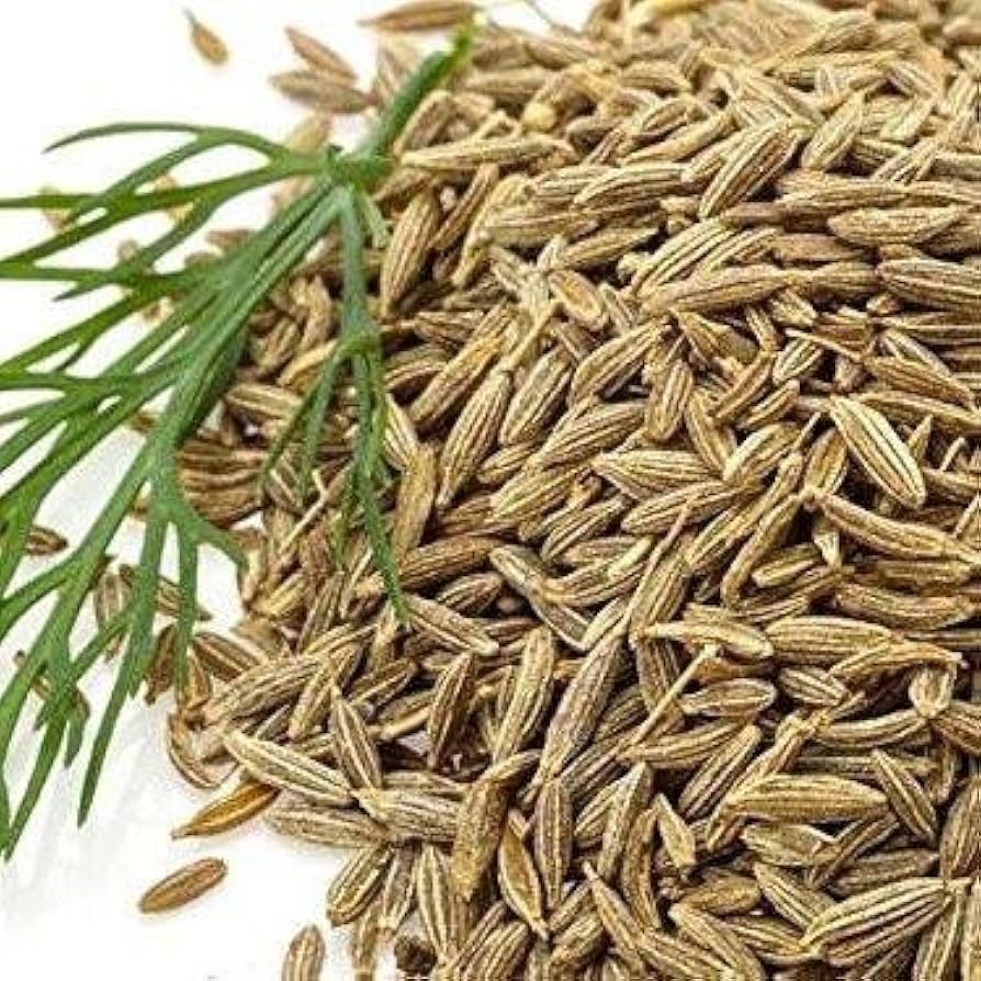 Cumin Herb – Cuminum cyminum – for planting in herb garden