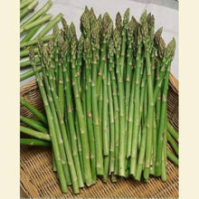 Asparagus Mary Washington Seeds (Asparagus officinalis) for productive rows in the kitchen garden planting
