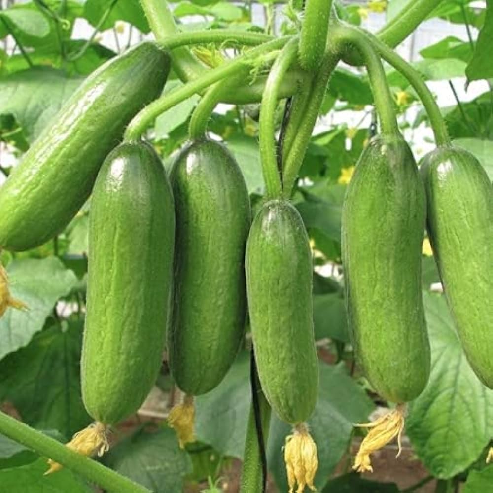 Marketer Cucumber seeds for organic, non-GMO farm and garden use