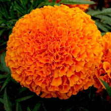 Marigold Tagetes Seeds for reliable seasonal color