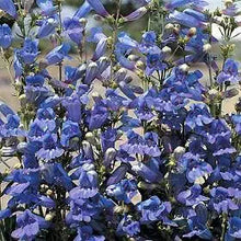 Penstemon Heterophyllus Blue seeds for striking blooms