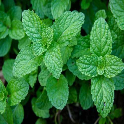 Green Mentha Mint Plants for cooks growing their own fresh herbs