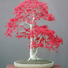 Advanced Mini Bonsai Seeds for long-term planting in the yard