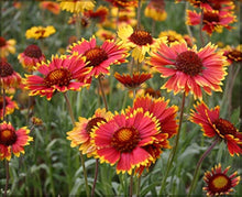 Gaillardia Aristata Blanket Seeds for reliable seasonal color