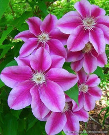 Clematis Seeds for growers seeking a long-blooming display