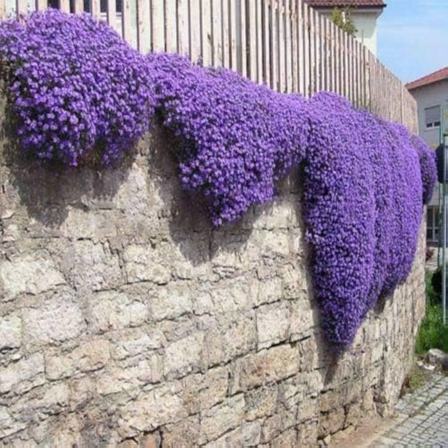 Aubrieta x cultorum 'Pixie Pearls' for planting in rock garden