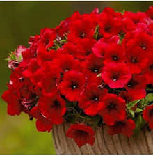 Calibrachoa Kabloom Crave Sunset Seeds for growers seeking a long-blooming display