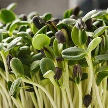 Sunflower Series Yellow Seeds valued for compact Sunflowers