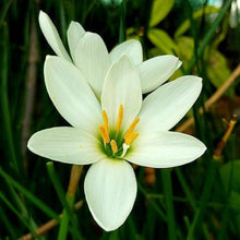 Lily Lilium Asiaticum flower Seeds for a lasting display in the home garden borders and vertical garden containers