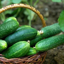 Long Cucumber Seeds (Cucumis sativus) for productive rows in the Vegetable Patch