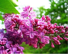 Aromatic Flower Tree (various spp.) for perennial garden planting