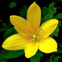 Lily Seeds for a bright addition to the Yellow Garden