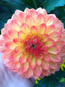 Dahlia Seeds (Dahlia pinnata) for growers filling out the Flower Bed