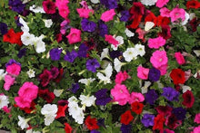 Prism Dewberry Sundae Petunia Seeds for a bright addition to the Beautiful Garden Blooms