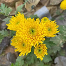 Plant Seeds (Chrysanthemum morifolium) for reliable seasonal color