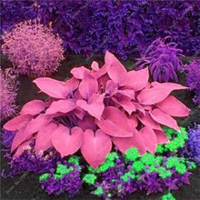 Hosta Hosta spp. flower seeds for planting in shaded garden areas or ornamental borders - for planting in home garden
