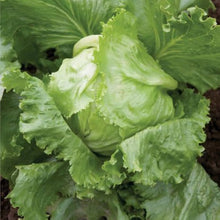 Bronze Guard Leaf Lettuce Seeds for a productive addition to the vegetable patch