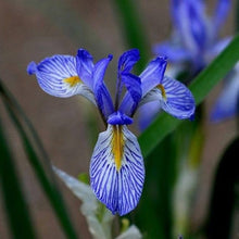 Iris Iris germanica flower seeds for backyard garden planting - for planting in home garden