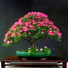 Albizia Julibrissin ��������� Albizia julibrissin ��������� for planting in home garden
